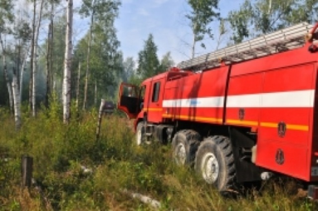 В Сельцах тушили лесной пожар площадью 2,6 га