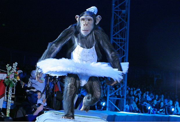 В Рыбном поймали сбежавшую из цирка обезьяну