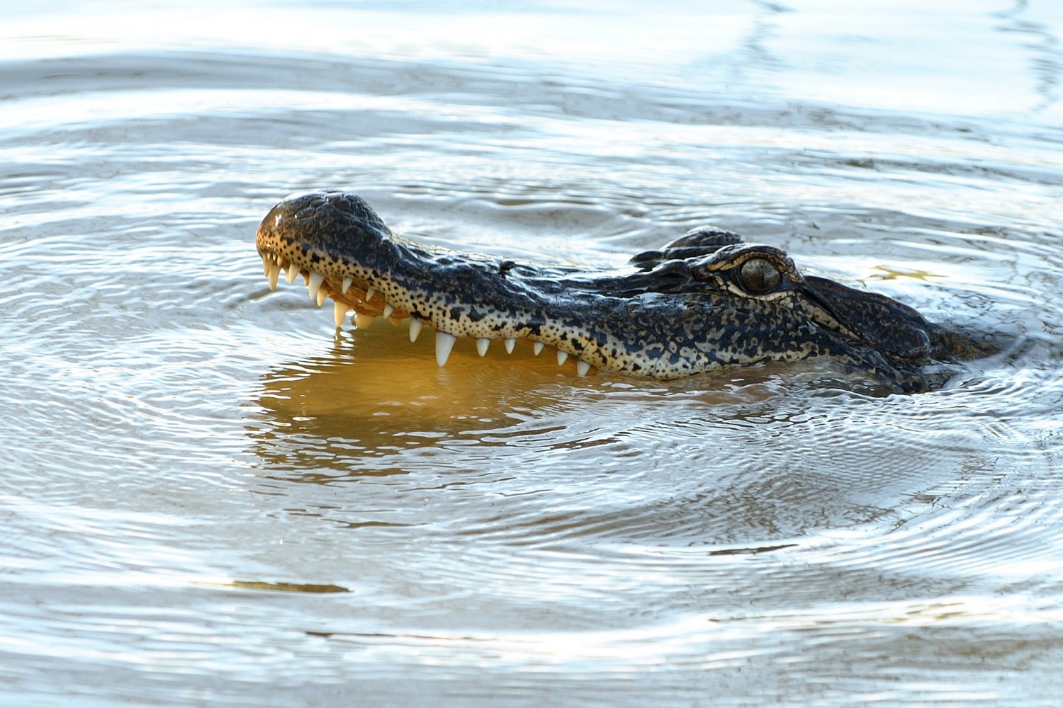 Видео с двухметровым крокодилом в Оке оказалось фейковым. Видео