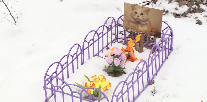 Прокуратура: кладбище домашних животных в Рыбновском районе является незаконным. Видео