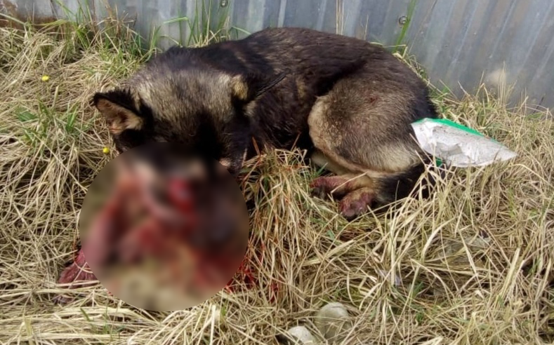 Полицейские нашли живодера который до смерти забил щенка в селе Вакино