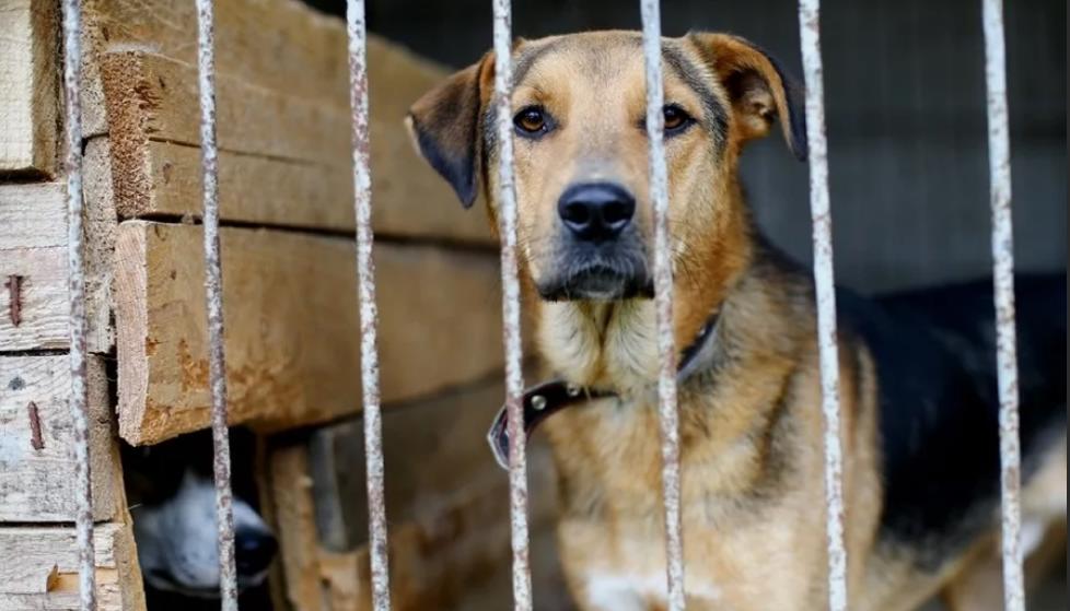 В Рыбновском районе начнут отлов собак с 11 февраля