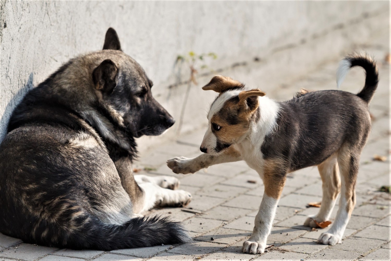 В Рыбновском районе производят отлов бездомных собак