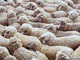 Овцеводческие предприятия Рязанской области объединяются в отраслевой союз