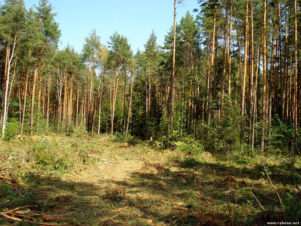 На границе Рыбновского района обнаружили мумифицированный труп на дереве