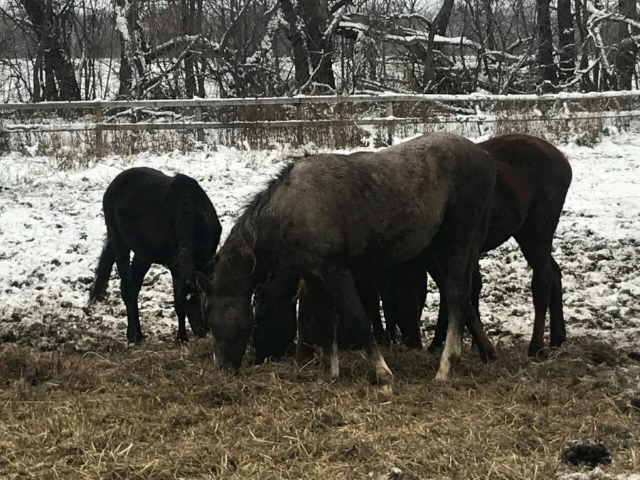 Ситуация с бедственным положением лошадей в поселке Дивово Рыбновског