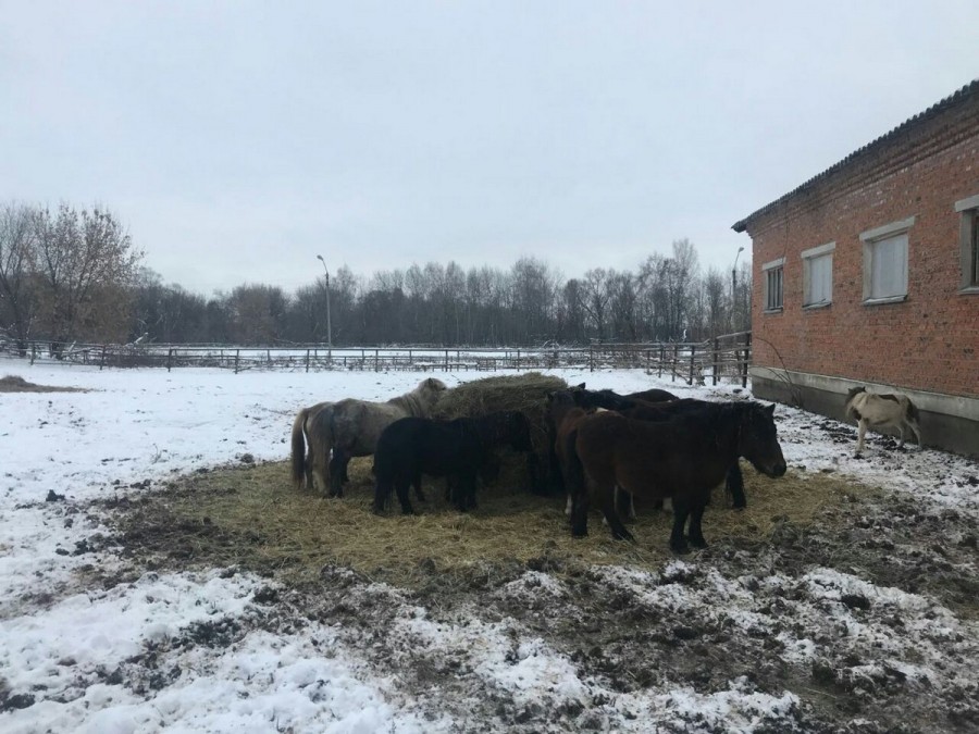 Ситуация с бедственным положением лошадей в поселке Дивово Рыбновског