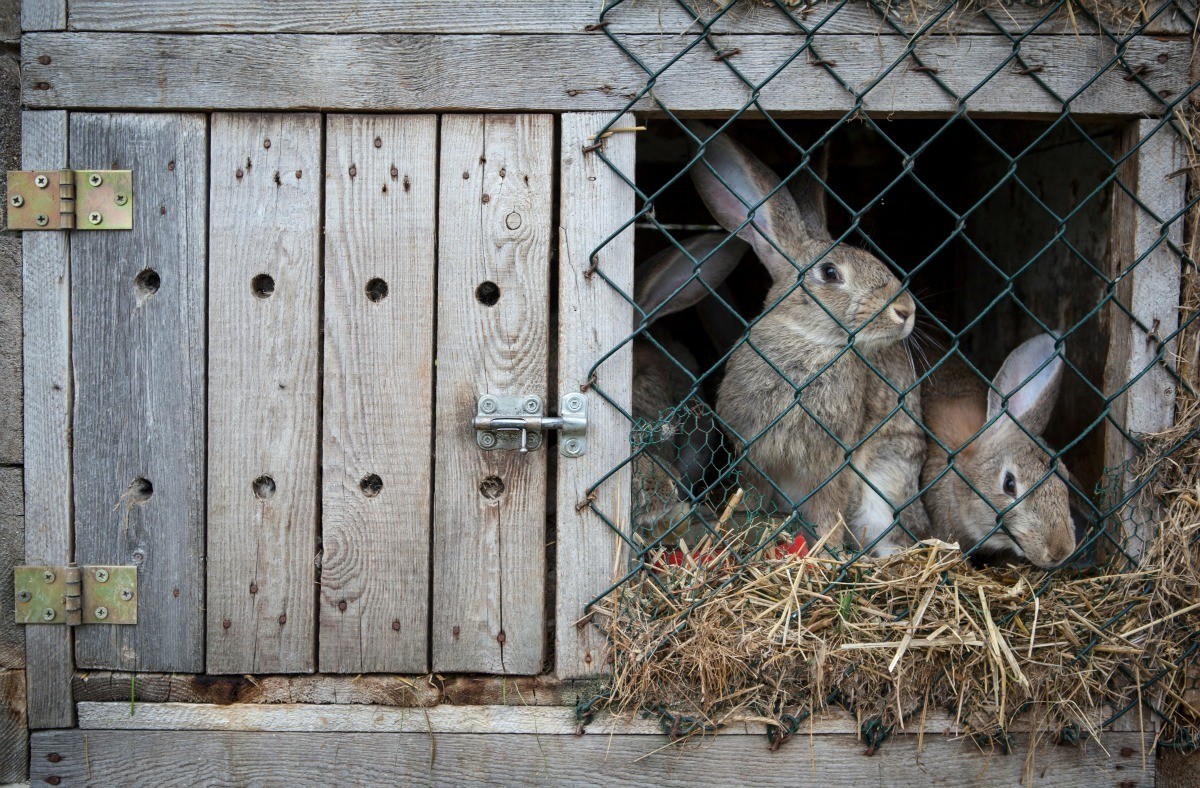 Рыбновца приговорили к двум годам условно за кражу кроликов