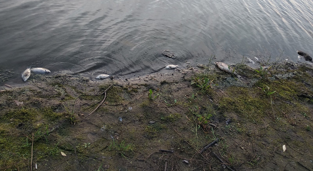 В Рыбновский районе в Дубянке обнаружили мертвую рыбу