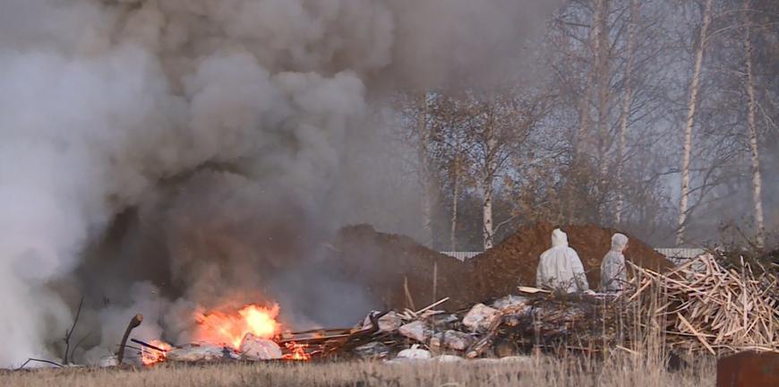 В Рыбновском районе из-за африканской чумы сожгли 20 тонн свинины
