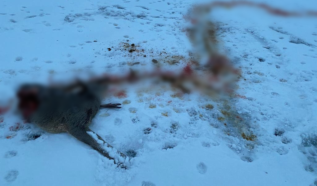 В Рыбновском районе бродячие собаки загрызли косулю