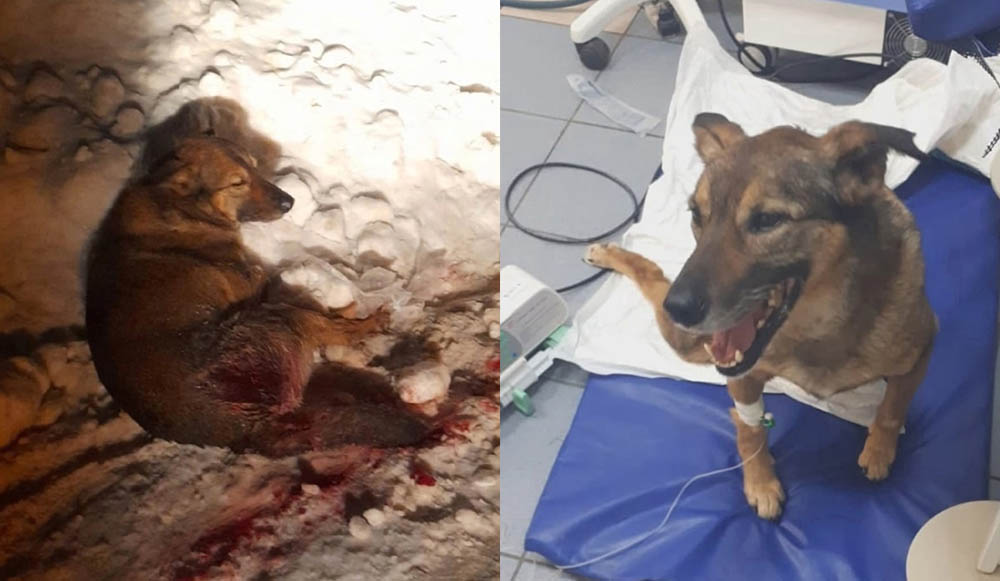 Рыбновская полиция не стала возбуждать уголовное дело в отношении стрелка собаки