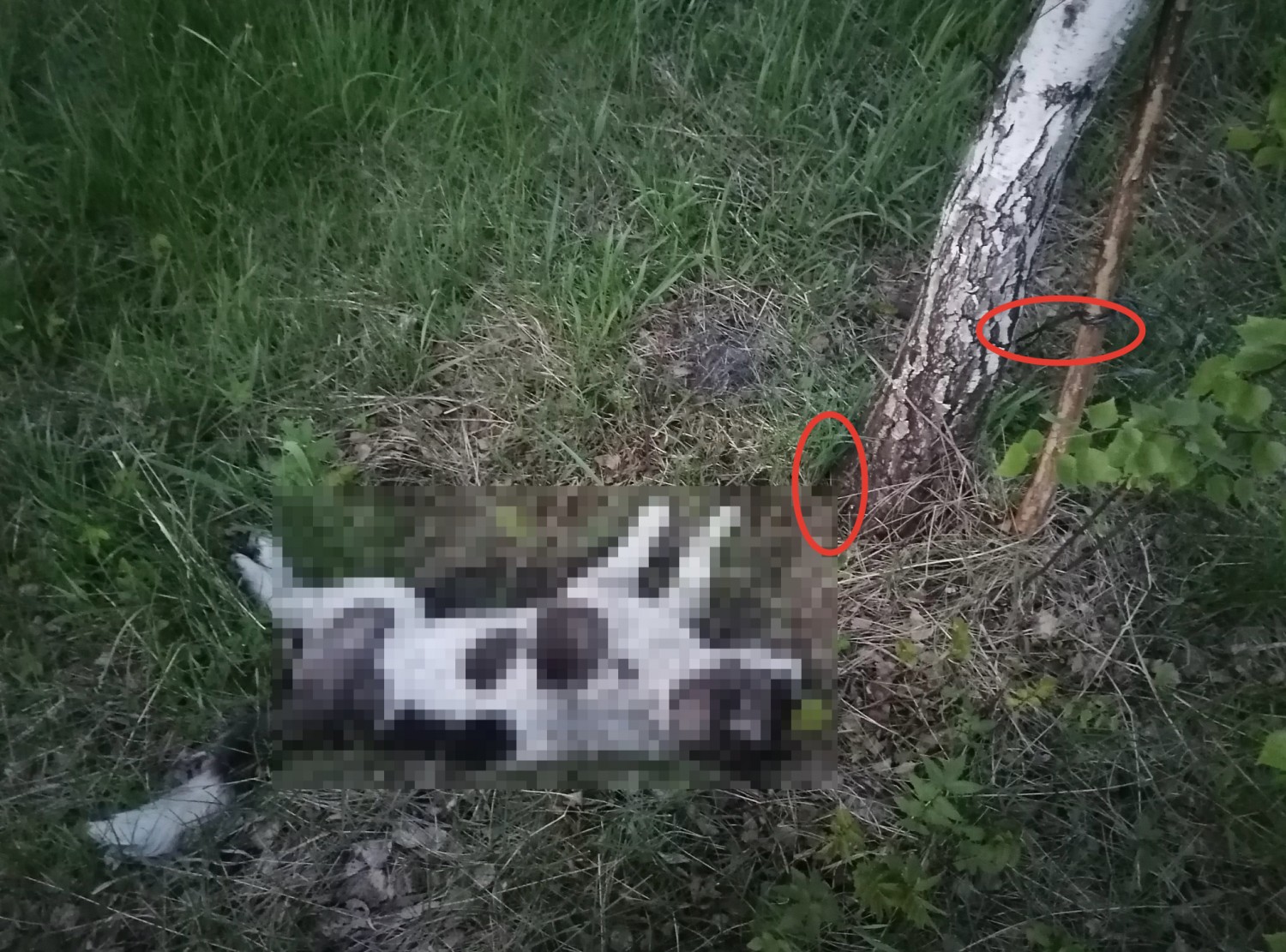 В Рыбновском районе нашли мертвую привязанную собаку в лесу