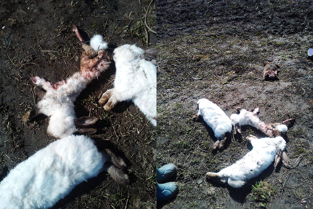 В Рыбновском районе стая собак загрызла домашних кроликов многодетной семьи