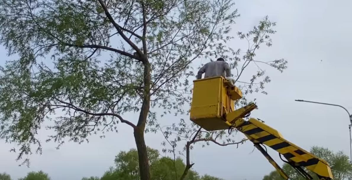В Рыбном спасли кота с дерева. Видео