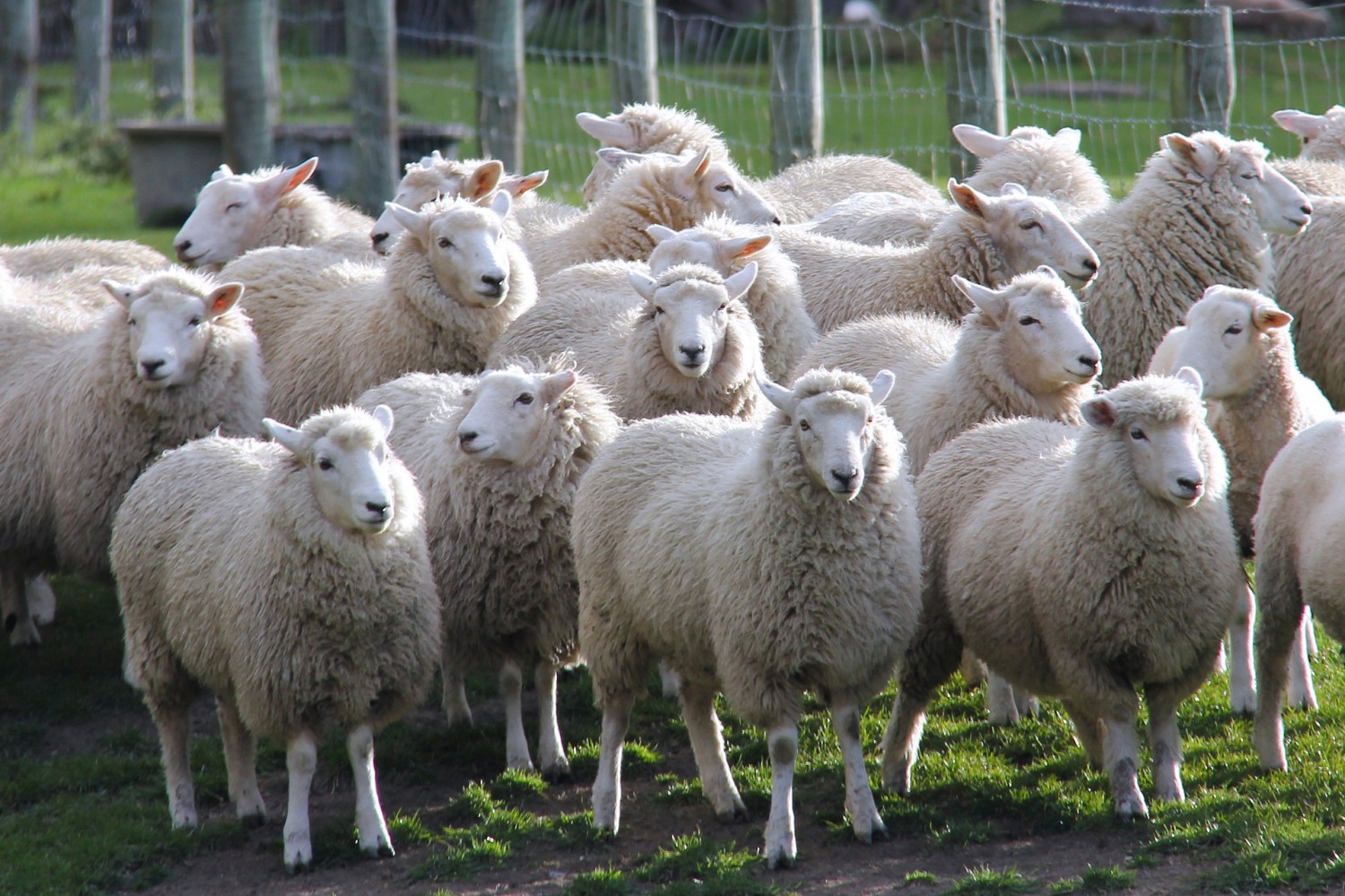 В Рыбновском районе мужчину приговорили к году колонии за попытку похищения овец