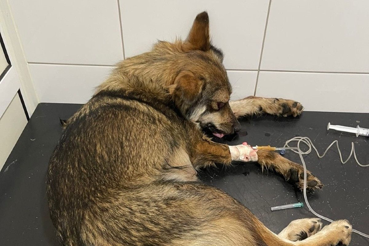 Мужчине избившему собаку в Перекали грозит до трех лет тюрьмы
