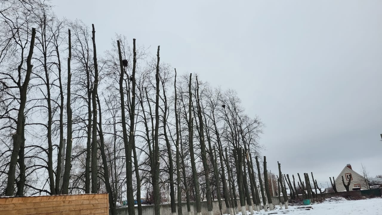 Распил деревьев на городском стадионе в Рыбном вышел бюджету в 550 тысяч рублей