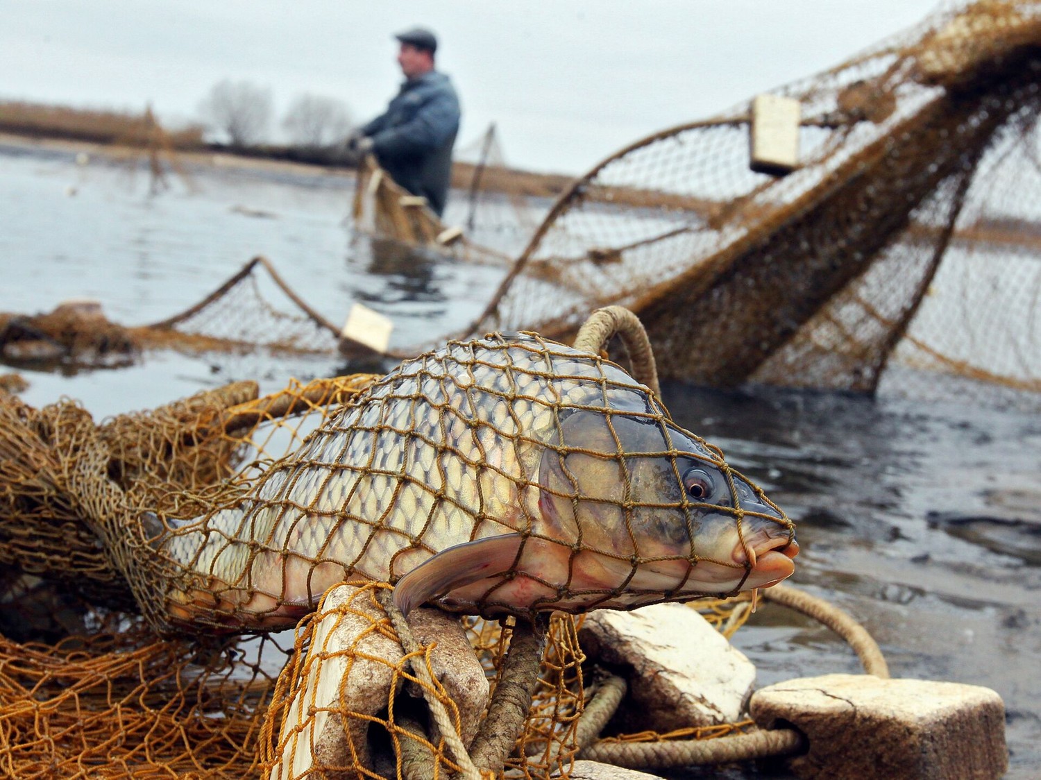 В Рыбновском районе задержали мужчину ловившего рыбу сетью