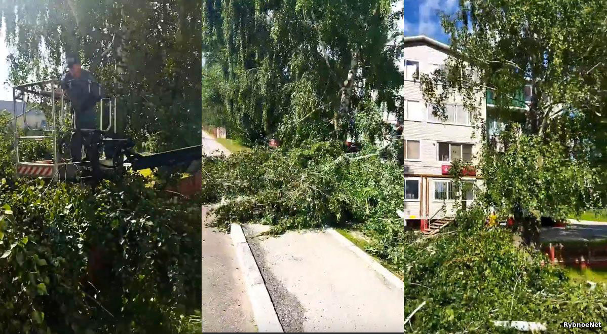 В Рыбном зафиксировали очередной распил. Видео