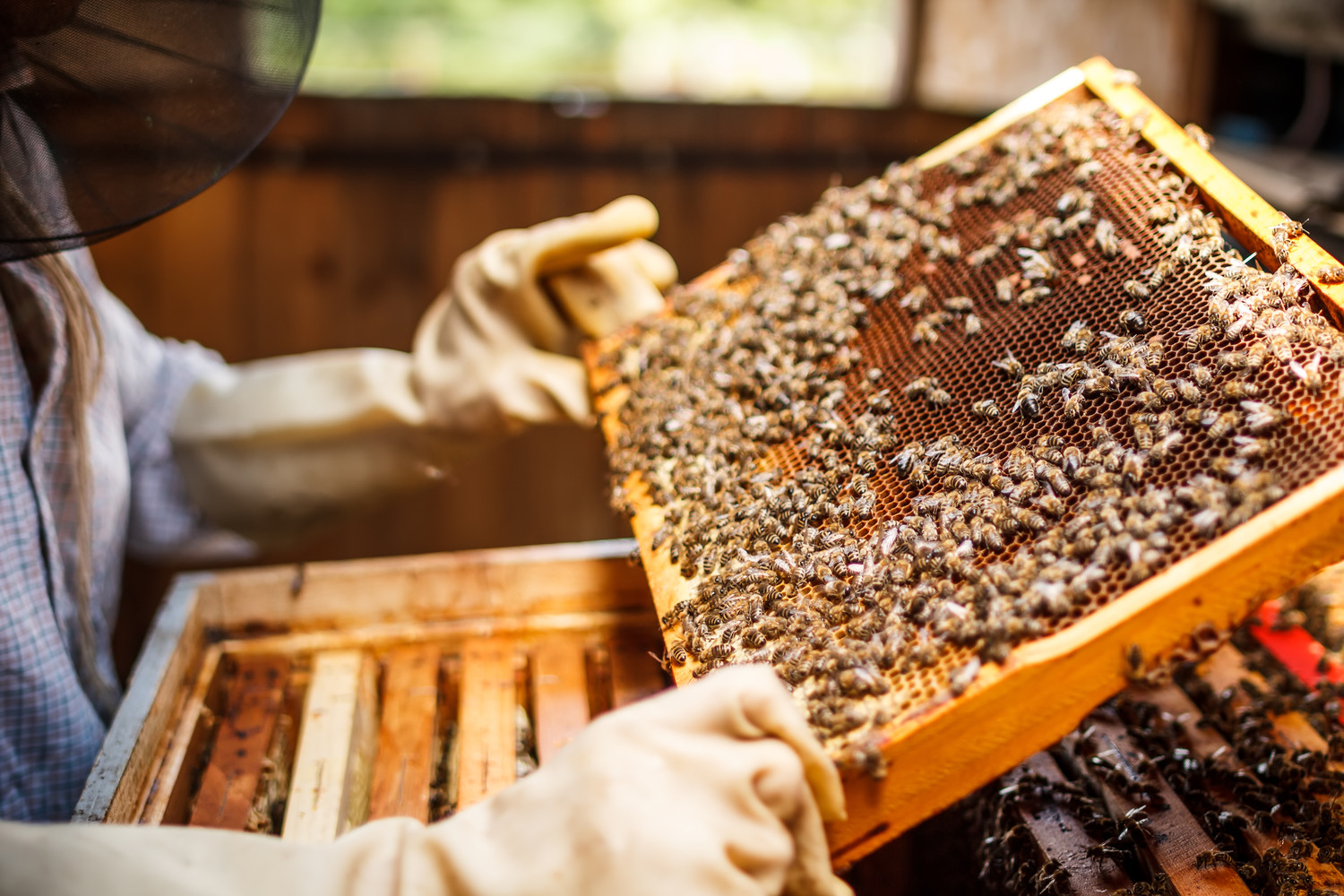 Пчеловодов из Рыбного предупредили о предстоящей обработке сельхозкультур