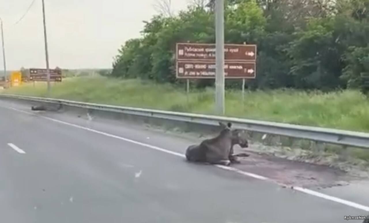 В Рыбном сбили двух лоссей на трассе. Видео В Рыбном сбили двух лоссей на трассе. Видео