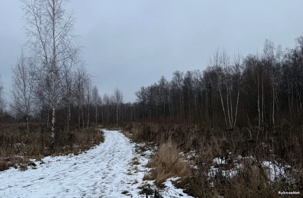 Жители Ходынинских двориков выступили против застройки лесного массива в Рыбном