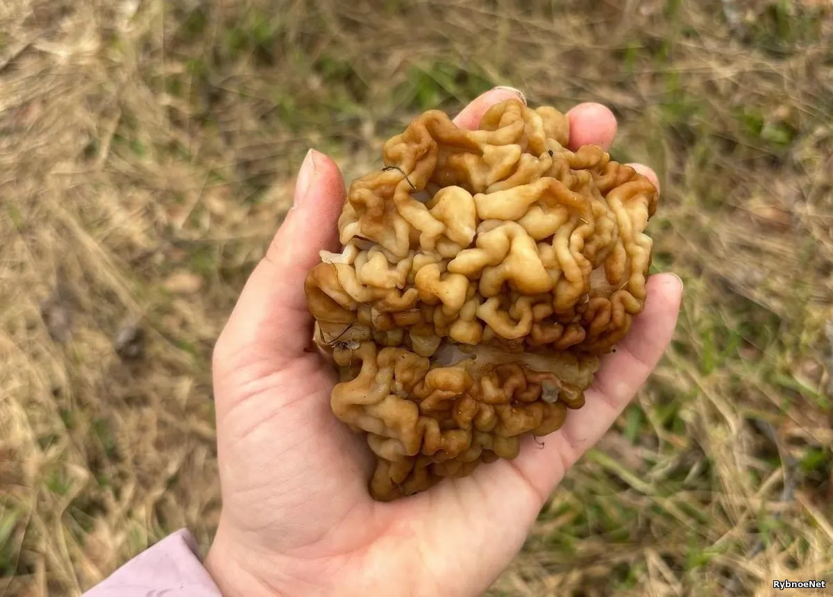 В Рыбновском районе нашли первые весенние грибы