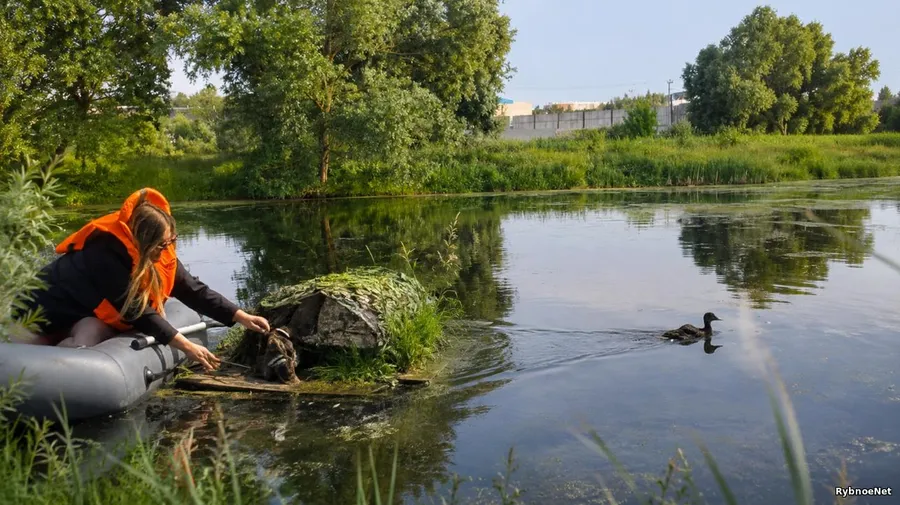 В Рыбном спасли утку, запутавшуюся в сетях на пруду