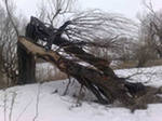 В Рыбновском районе упавшее дерево убило человека