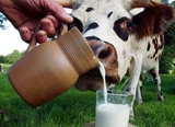 Среднесуточный надой на корову в ООО «Вакино-Агро» - 21 килограмм молока
