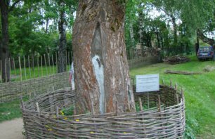 Тополю, посаженному Есениным, хотят дать статус «Дерево - памятник живой природы»