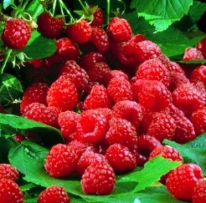 Гостей на празднике малины в Рыбновском районе потчевали ягодой с рязанского рынка